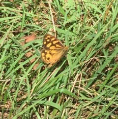 Heteronympha paradelpha at Bruce, ACT - 13 Mar 2016 02:51 PM