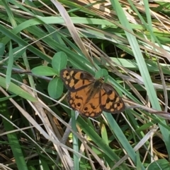 Heteronympha penelope (Shouldered Brown) at Point 93 - 13 Mar 2016 by ibaird