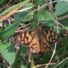 Heteronympha penelope at Point 93 - 13 Mar 2016 01:38 PM