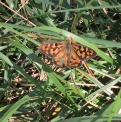 Heteronympha penelope at Point 93 - 13 Mar 2016