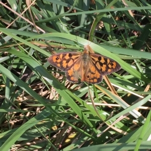 Heteronympha penelope at Point 93 - 13 Mar 2016 01:38 PM