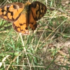 Heteronympha penelope (Shouldered Brown) at Bruce, ACT - 13 Mar 2016 by ibaird