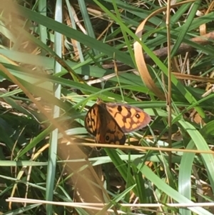 Heteronympha penelope at Bruce, ACT - 13 Mar 2016