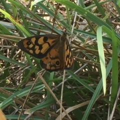 Heteronympha penelope at Bruce, ACT - 13 Mar 2016