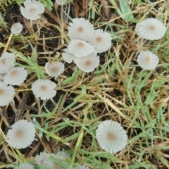 Parasola sp. (genus) (An Inkcap) at O'Malley, ACT - 13 Jan 2016 by Mike