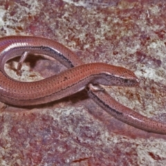Hemiergis talbingoensis (Eastern Three-toed Earless Skink) at Hoskinstown, NSW - 23 Nov 1977 by wombey