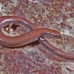 Hemiergis talbingoensis (Three-toed Skink) at Hoskinstown, NSW - 23 Nov 1977 by wombey