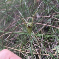 Diplodium laxum (Antelope greenhood) at Mount Majura - 14 Mar 2016 by AaronClausen