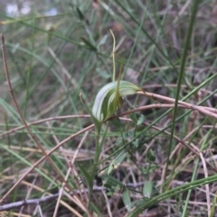 Diplodium laxum at Hackett, ACT - suppressed