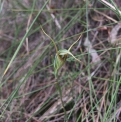 Diplodium laxum at Hackett, ACT - suppressed