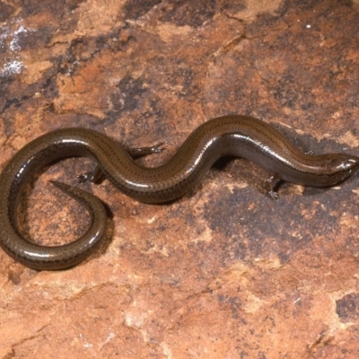 Hemiergis talbingoensis (Eastern Three-toed Earless Skink) at Burra, NSW - 23 Oct 1976 by wombey