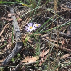 Brachyscome rigidula (Hairy Cut-leaf Daisy) at Bruce, ACT - 13 Mar 2016 by ibaird