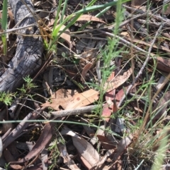 Brachyscome rigidula at Bruce, ACT - 13 Mar 2016 02:41 PM