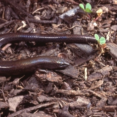 Anepischetosia maccoyi (MacCoy's Skink) at Kosciuszko National Park, NSW - 15 Nov 1977 by wombey