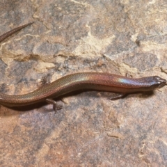 Anepischetosia maccoyi (MacCoy's Skink) at Uriarra, ACT - 14 May 1977 by wombey