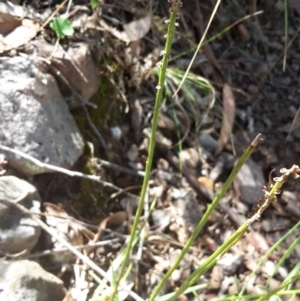 Stackhousia monogyna at Canberra Central, ACT - 12 Mar 2016