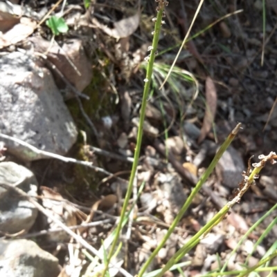 Stackhousia monogyna (Creamy Candles) at Black Mountain - 12 Mar 2016 by galah681