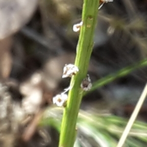 Stackhousia monogyna at Canberra Central, ACT - 12 Mar 2016