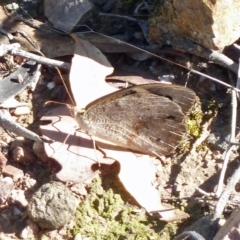 Heteronympha merope (Common Brown Butterfly) at Black Mountain - 11 Mar 2016 by galah681