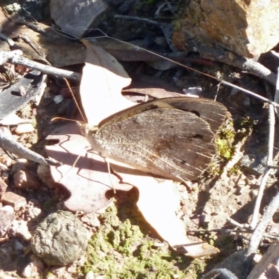 Heteronympha merope (Common Brown Butterfly) at Canberra Central, ACT - 12 Mar 2016 by galah681