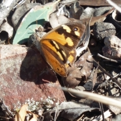 Heteronympha merope at Canberra Central, ACT - 12 Mar 2016 05:19 AM