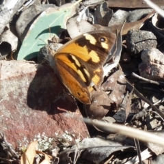 Heteronympha merope at Canberra Central, ACT - 12 Mar 2016