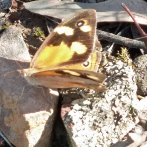 Heteronympha merope at Canberra Central, ACT - 12 Mar 2016 05:19 AM