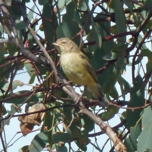 Smicrornis brevirostris at Canberra Central, ACT - 12 Mar 2016