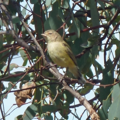 Smicrornis brevirostris (Weebill) at Canberra Central, ACT - 11 Mar 2016 by galah681