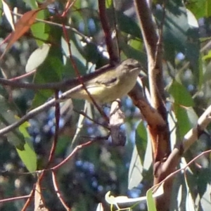 Smicrornis brevirostris at Canberra Central, ACT - 12 Mar 2016