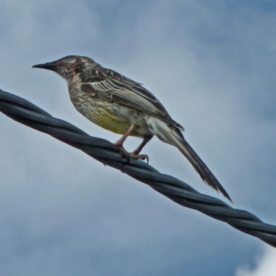 Anthochaera carunculata (Red Wattlebird) at Isaacs, ACT - 12 Mar 2016 by galah681