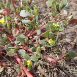 Portulaca oleracea at Gordon, ACT - 14 Mar 2016