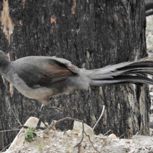 Menura novaehollandiae at Paddys River, ACT - 8 Sep 2015