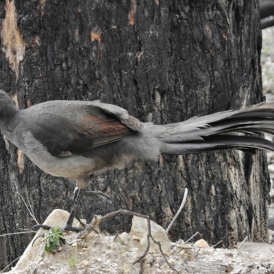 Menura novaehollandiae (Superb Lyrebird) at Tidbinbilla Nature Reserve - 7 Sep 2015 by JohnBundock