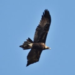 Aquila audax (Wedge-tailed Eagle) at Rendezvous Creek, ACT - 29 Jul 2015 by JohnBundock