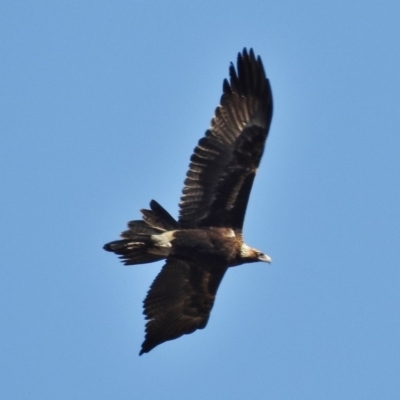 Aquila audax (Wedge-tailed Eagle) at Rendezvous Creek, ACT - 29 Jul 2015 by JohnBundock