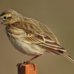 Anthus australis (Australian Pipit) at Molonglo Valley, ACT - 21 Jul 2015 by JohnBundock