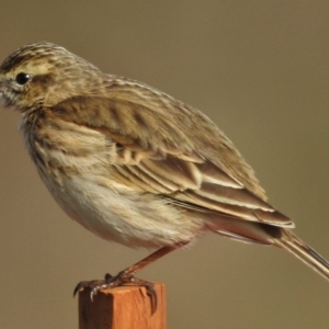 Anthus australis at Molonglo Valley, ACT - 21 Jul 2015 12:00 AM