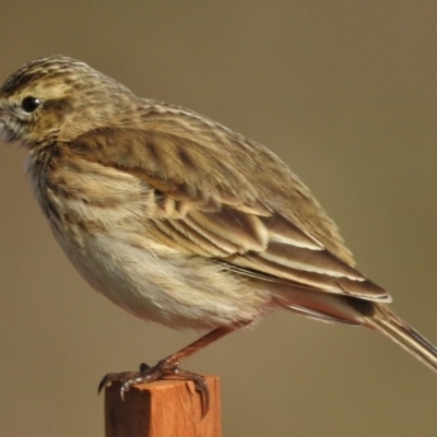 Anthus australis (Australian Pipit) at Molonglo Valley, ACT - 20 Jul 2015 by JohnBundock