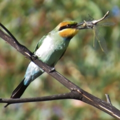 Merops ornatus (Rainbow Bee-eater) at Tharwa, ACT - 8 Mar 2015 by JohnBundock