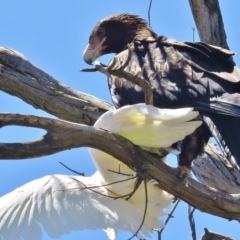 Aquila audax (Wedge-tailed Eagle) at Paddys River, ACT - 30 Dec 2014 by JohnBundock