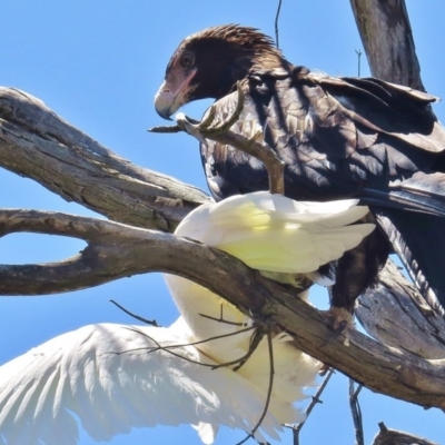 Aquila audax (Wedge-tailed Eagle) at Paddys River, ACT - 30 Dec 2014 by JohnBundock