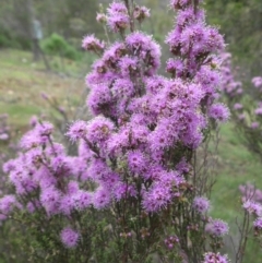 Kunzea parvifolia (Violet Kunzea) at Mount Ainslie - 26 Oct 2014 by SilkeSma