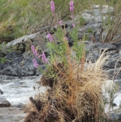 Lythrum salicaria (Purple Loosestrife) at Greenway, ACT - 5 Jan 2016 by michaelb