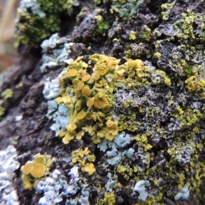 Xanthoria sp. (A lichen) at Pine Island to Point Hut - 5 Jan 2016 by michaelb