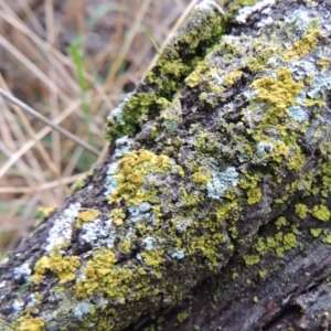 Xanthoria sp. at Greenway, ACT - 5 Jan 2016 07:47 PM