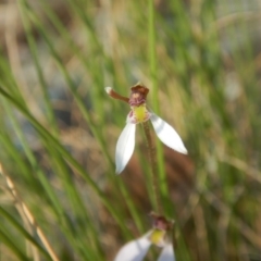 Eriochilus cucullatus (Parson's Bands) at Black Mountain - 13 Mar 2016 by MichaelMulvaney