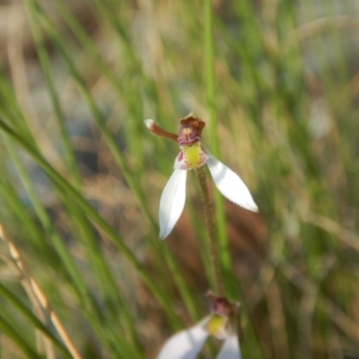 Eriochilus cucullatus (Parson's Bands) at Canberra Central, ACT - 13 Mar 2016 by MichaelMulvaney