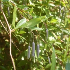 Billardiera heterophylla (Western Australian Bluebell Creeper) at Acton, ACT - 13 Mar 2016 by MichaelMulvaney