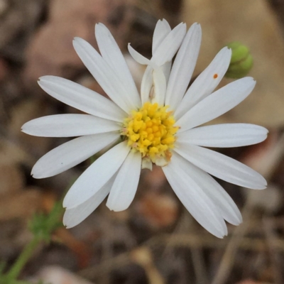 Brachyscome rigidula (Hairy Cut-leaf Daisy) at Wandiyali-Environa Conservation Area - 10 Mar 2016 by Wandiyali